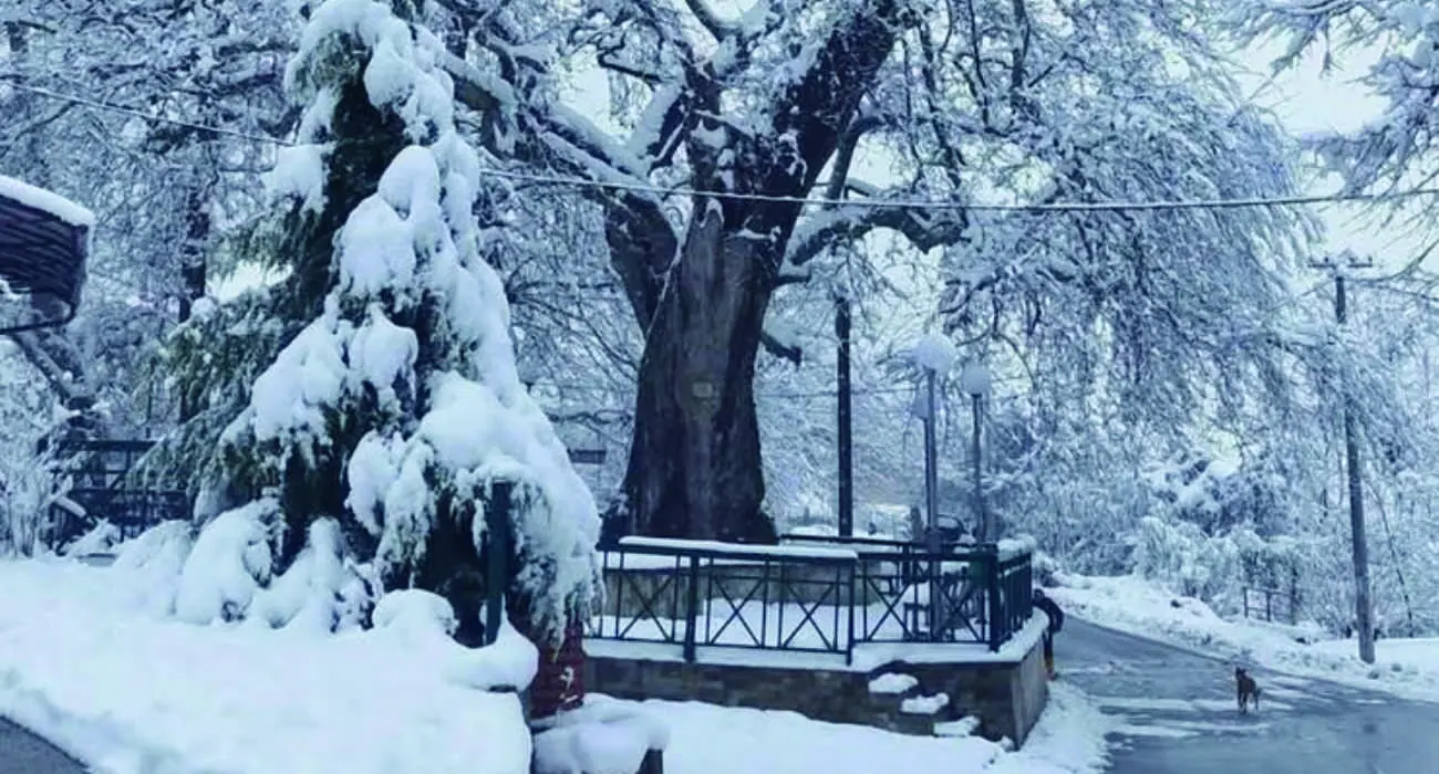 L'Albero dei Morti, dove l'Anima trova Rifugio