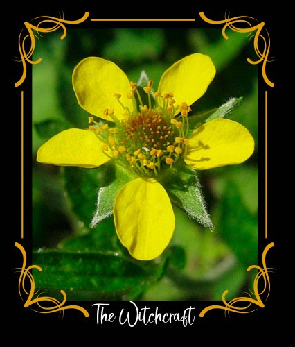 Avens