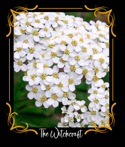 Achillea