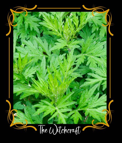 Artemisia