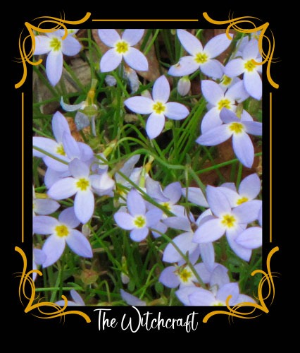 Bluet
