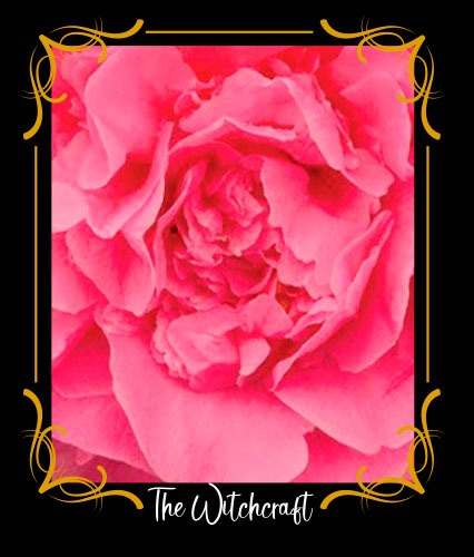 Camelia
