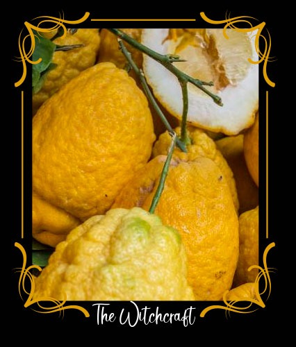 Cedro