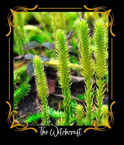 Club moss