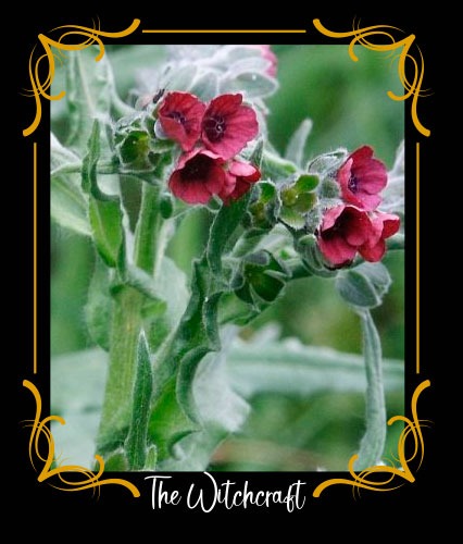 Cynoglossum officinale