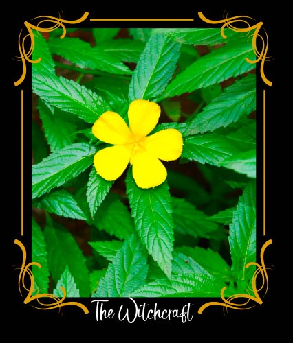Damiana