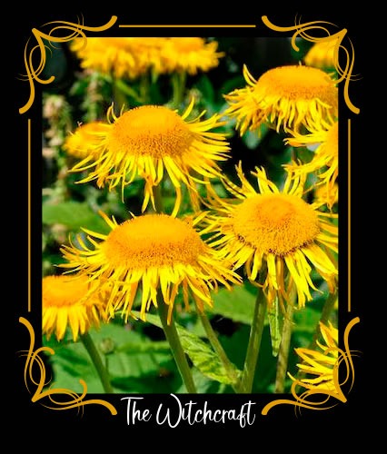 Elecampane