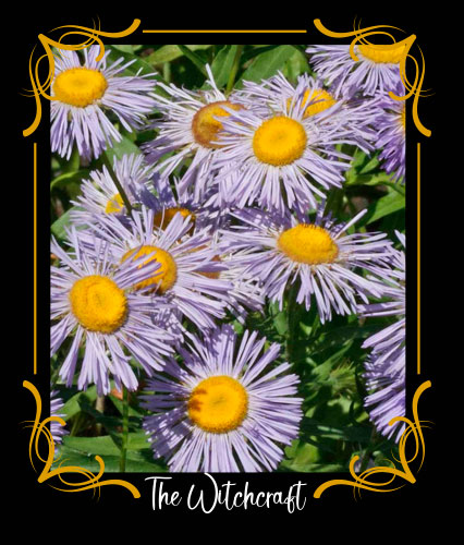Fleabane