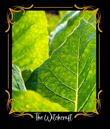 Foglie di Tabacco