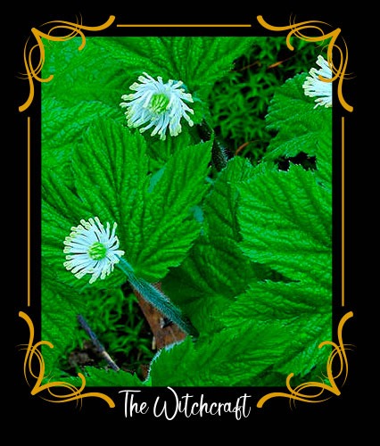 Goldenseal