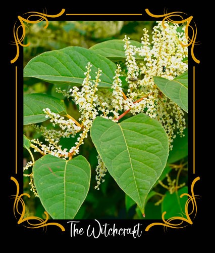 Knotweed