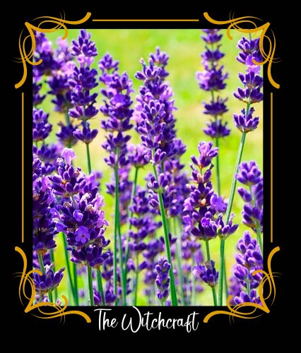 Lavanda