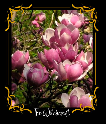 Magnolia