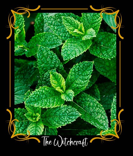 Menta piperita