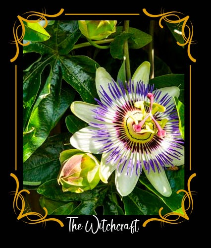Passiflora