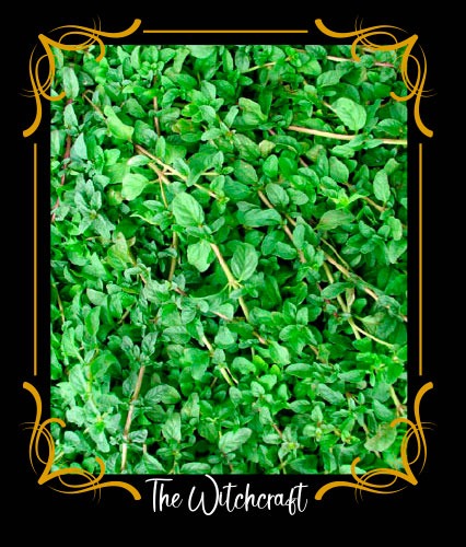 Pennyroyal