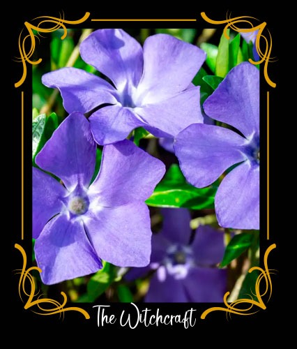 Pervinca