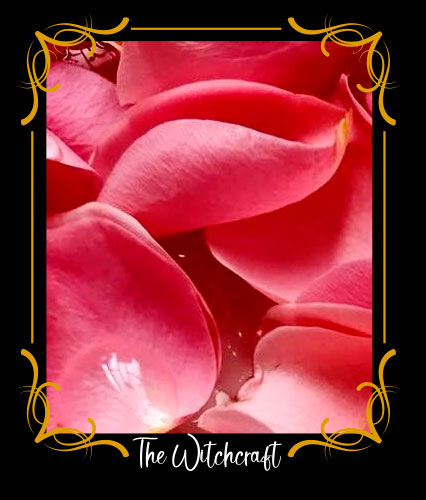 Rosa