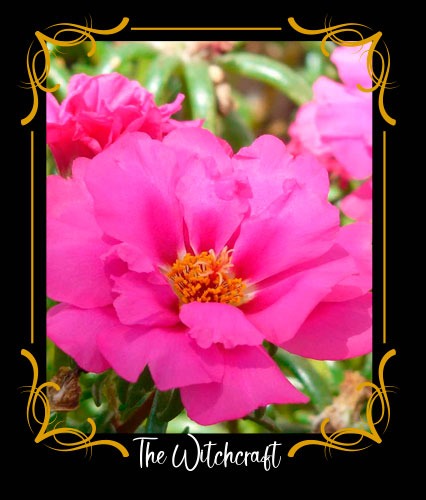 Portulaca