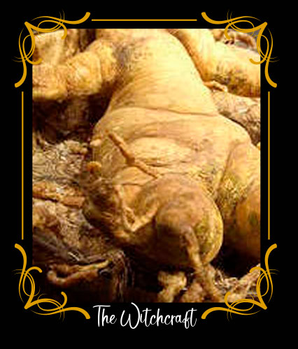 Mandragora
