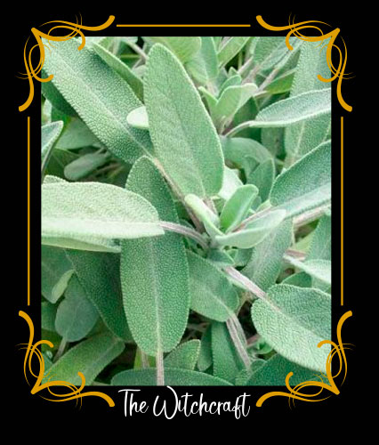 Salvia