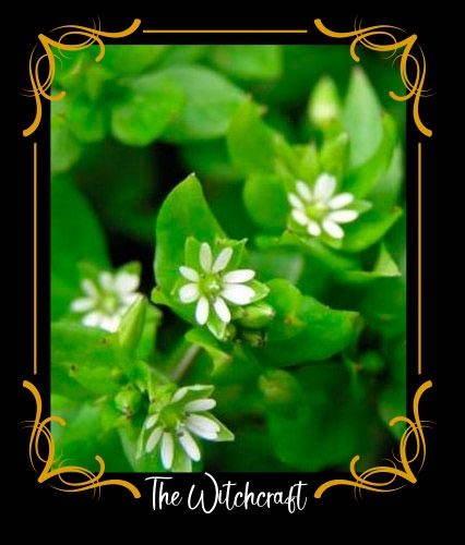 Stellaria