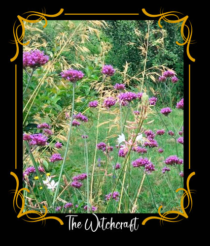 Verbena