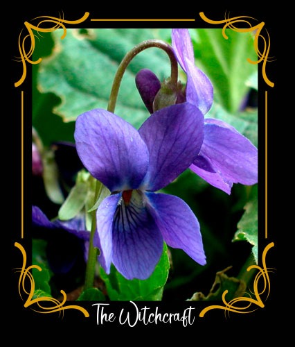 Viola