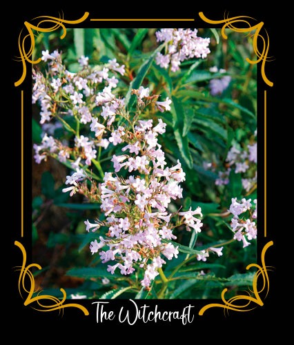 Yerba Santa