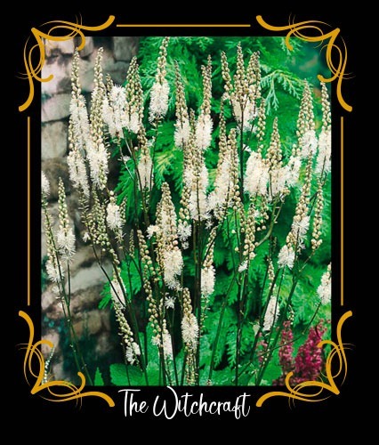 Black cohosh