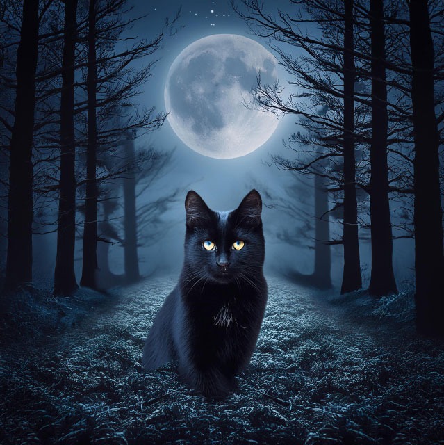 Il gatto nero: un affascinante mistero