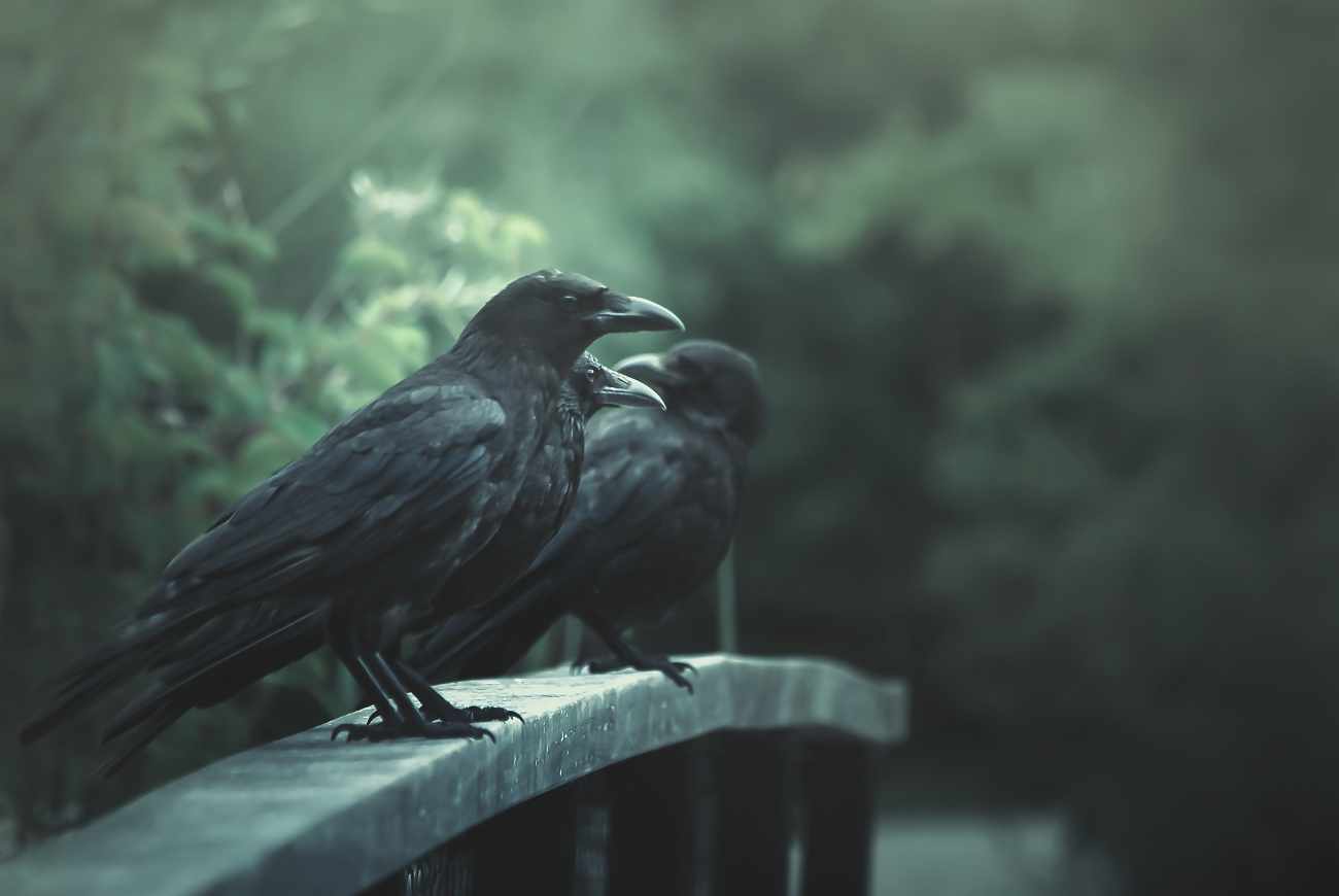 Nigredo "La notte oscura dell'anima"