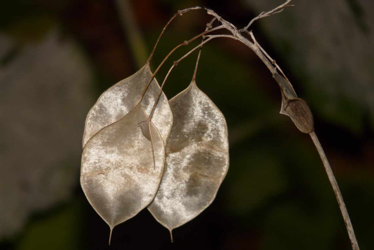 Lunaria: l’erba lunare che custodisce i passaggi
