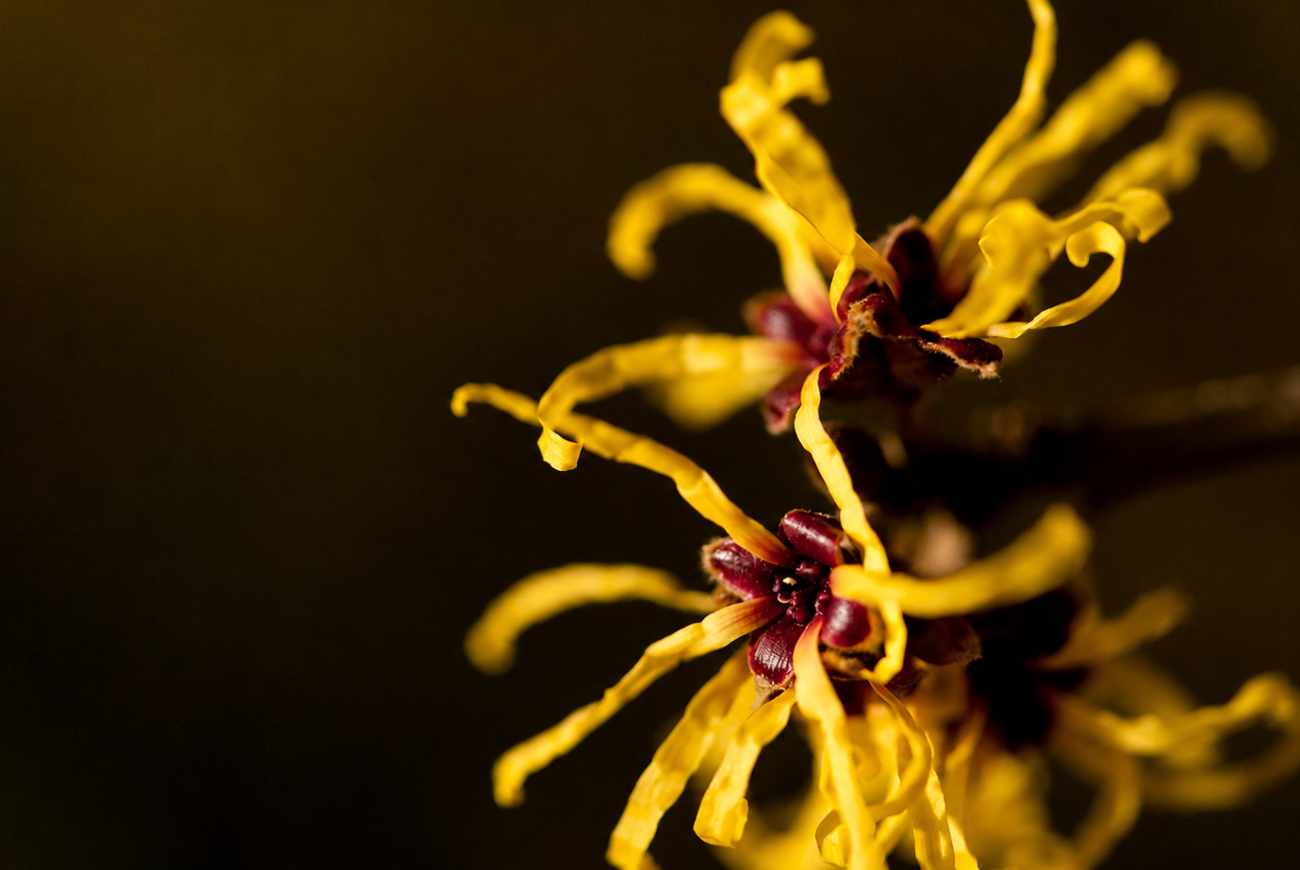 Hamamelis