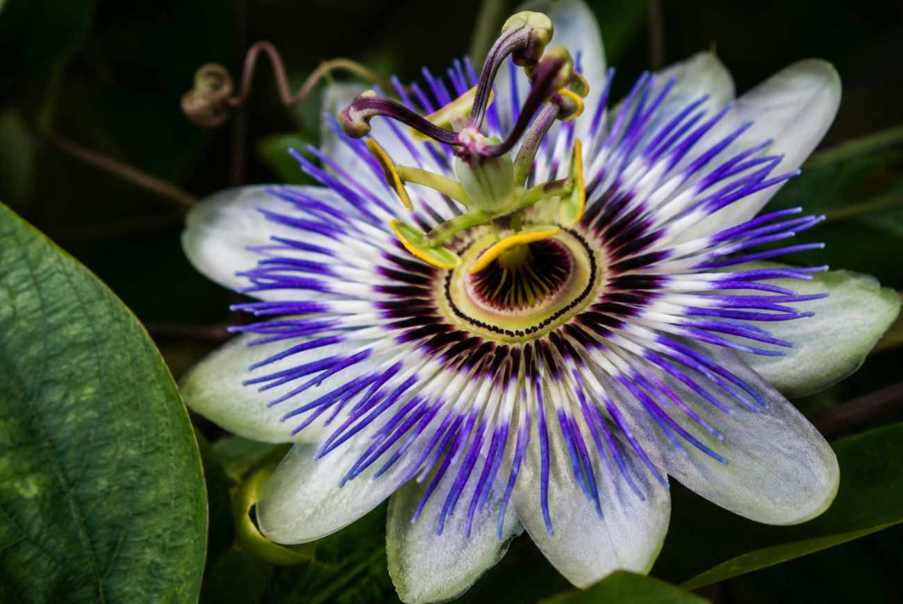 Il Fiore della Passione